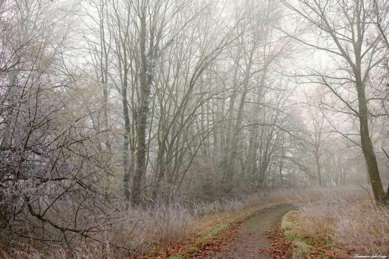 Chemin des pieds - Sélestat
