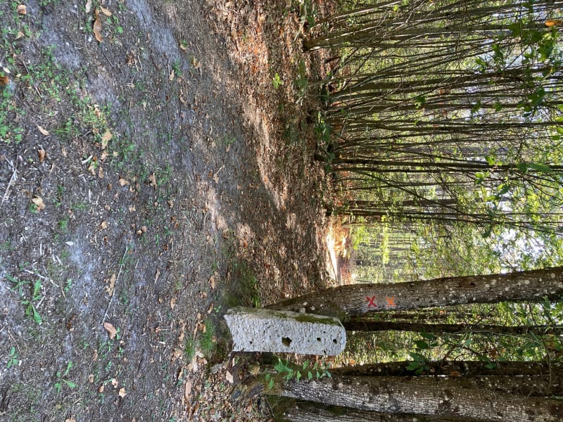 Dans la forêt de pins de la Breille - La Breille-les-Pins