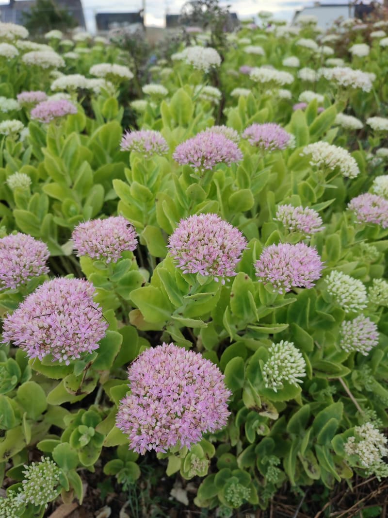 Boucle Nivillac - Nivillac