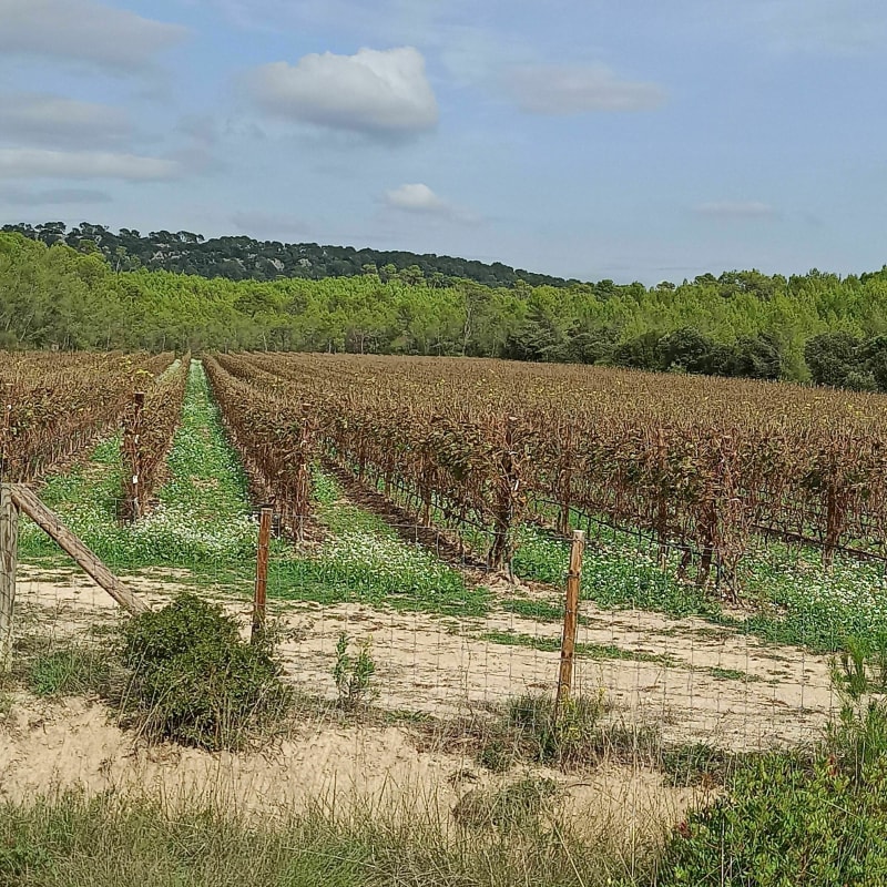 Balade dans les Avants - Saint-Mathieu-de-Tréviers