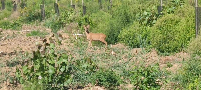 Balade au parc de la tête d'or - Villeurbanne