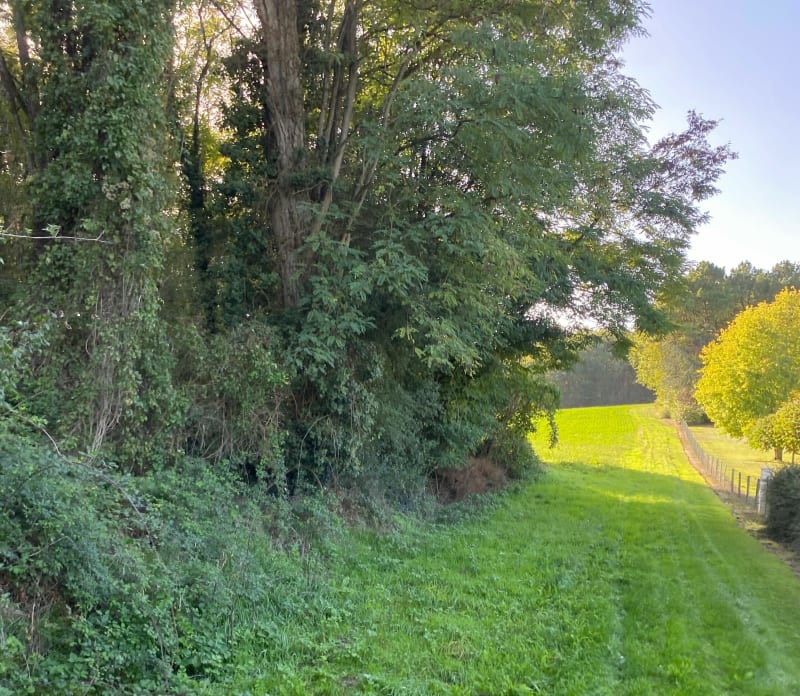 Balade en forêt de Chemelier - Gennes-Val-de-Loire