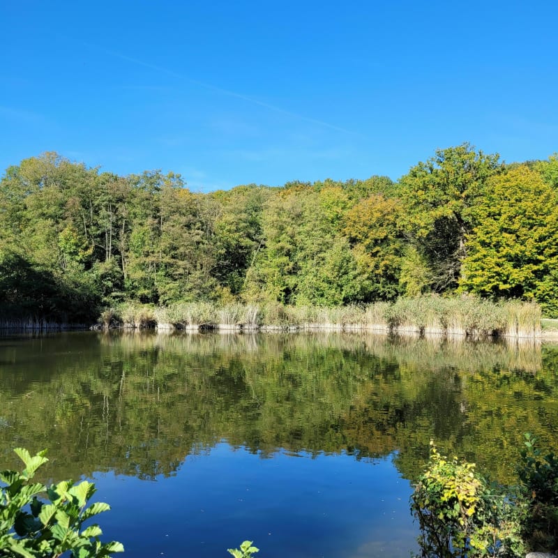 Forêt de Bondy et l'Etang Virginie - Coubron