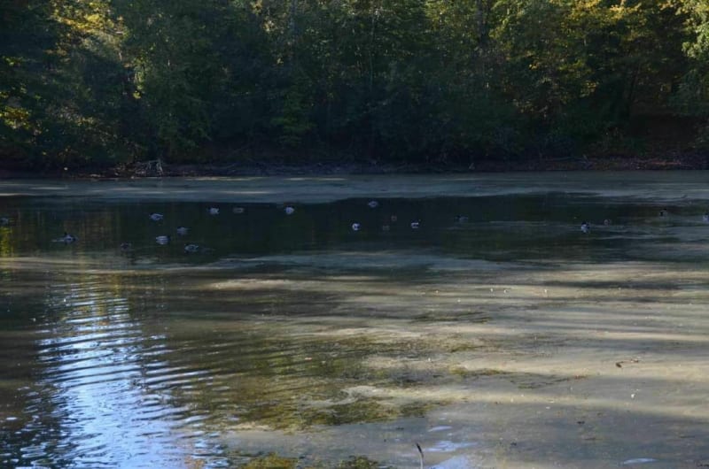 En passant par la mare aux Evées - Fontainebleau