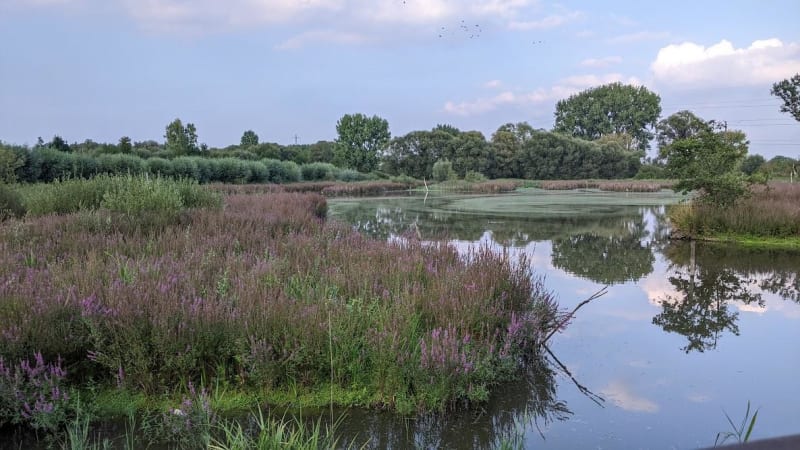 Observation des oiseaux dans les marais - Fretin