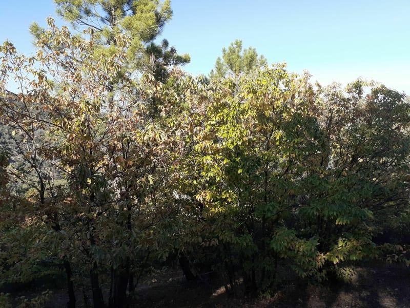 Balade dans le massif des Maures - Roquebrune-sur-Argens