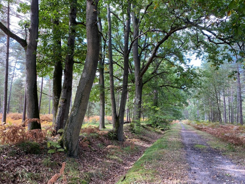 Le chemin des châtaignes - Saint leger en Yvelines