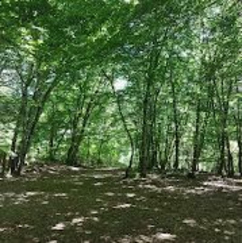 Rando en forêt de Sivens - Salvagnac