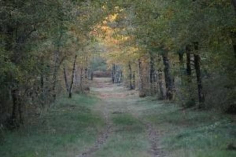 Entre forêt et gravière à Arsac - Arsac
