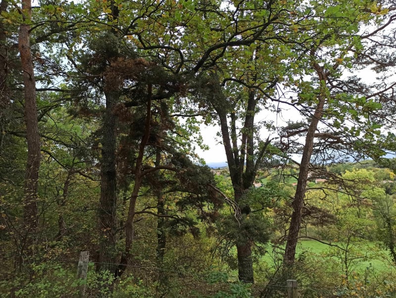 Promenade dans les bois de la Chelette - Saint-Vidal