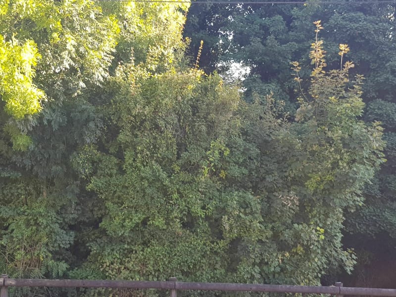 Forêt Domaniale de Jouy le Châtel - Chenoise-Cucharmoy