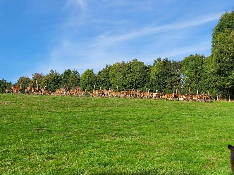 La campagne de Saint-Jean-Brévelay - Saint-Jean-Brévelay