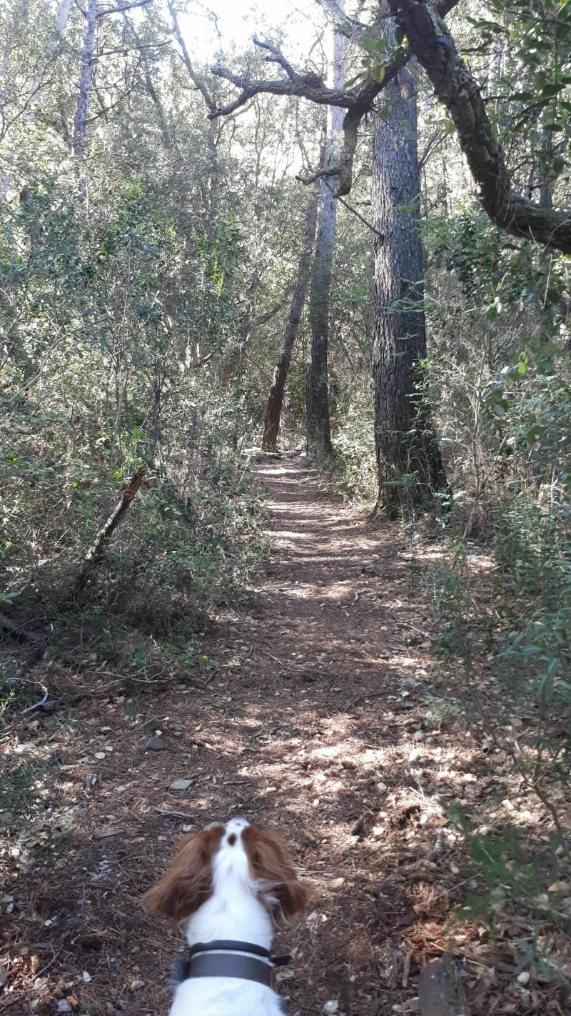 Parcours classique en forêt de Six-Fours - Six-Fours-les-Plages