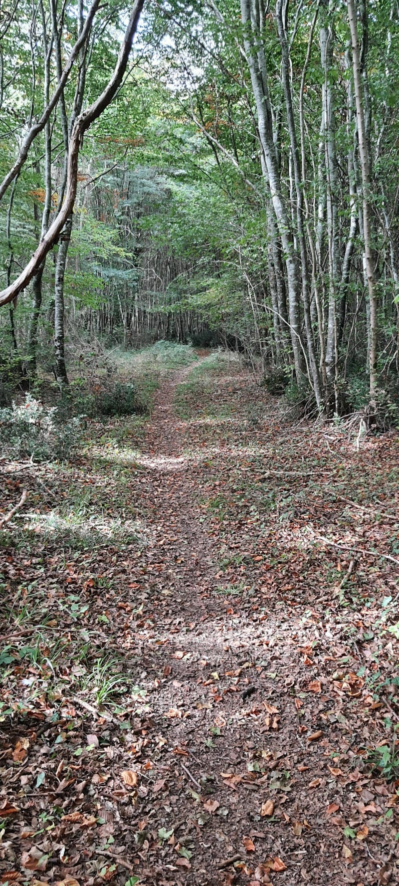 Randonnée dans la forêt de Saint Benoît La Forêt - Saint-Benoît-la-Forêt