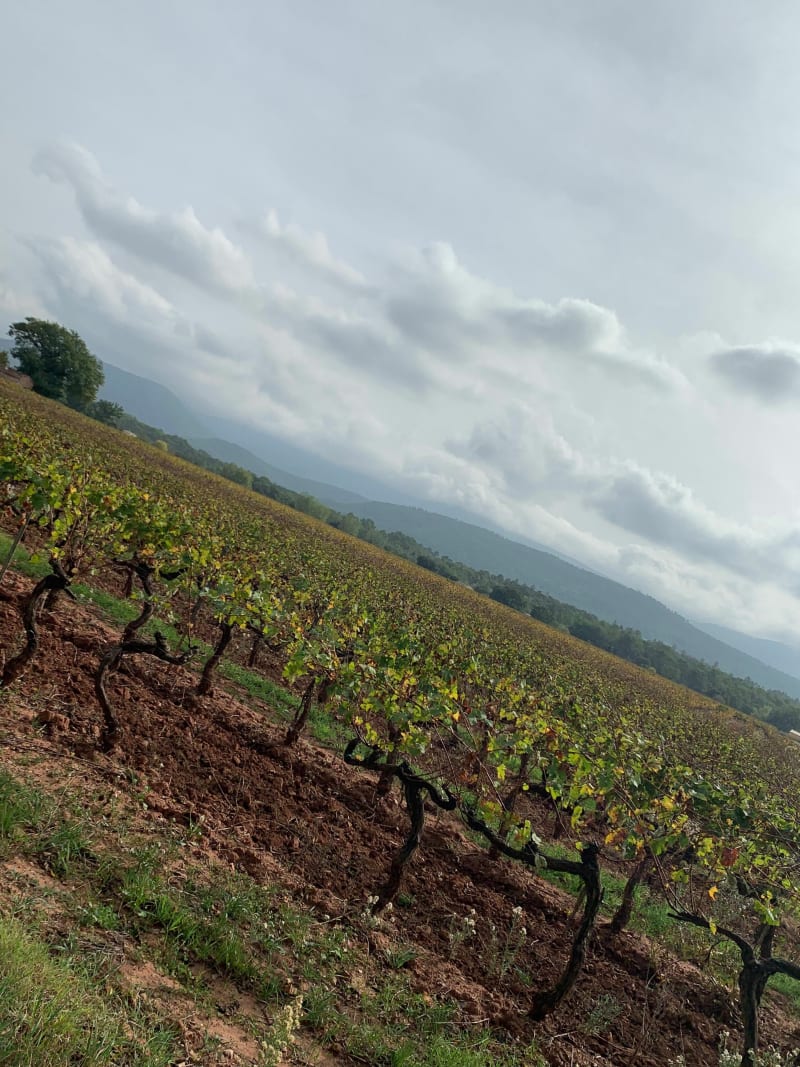 Balade dans les vignes et les bois - Gonfaron