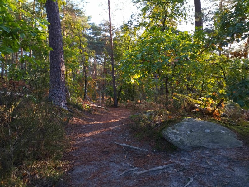 Rocher Cassepot - Fontainebleau
