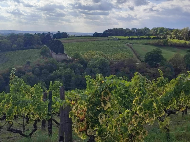 Balade au milieu des vignes, Savennières01 - Savennières