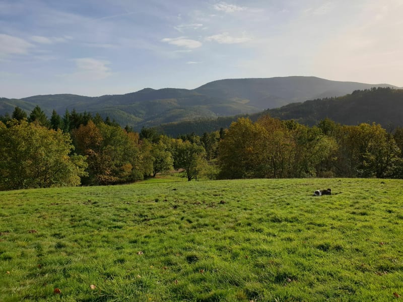 Cheval poirier - Rombach-le-Franc