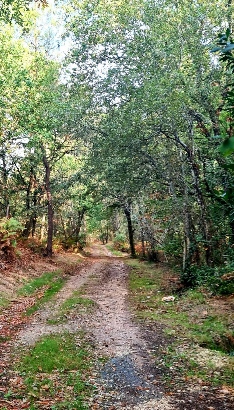Rando entre forêts et étangs autour de Saint-Germain - Saint-Germain-du-Salembre
