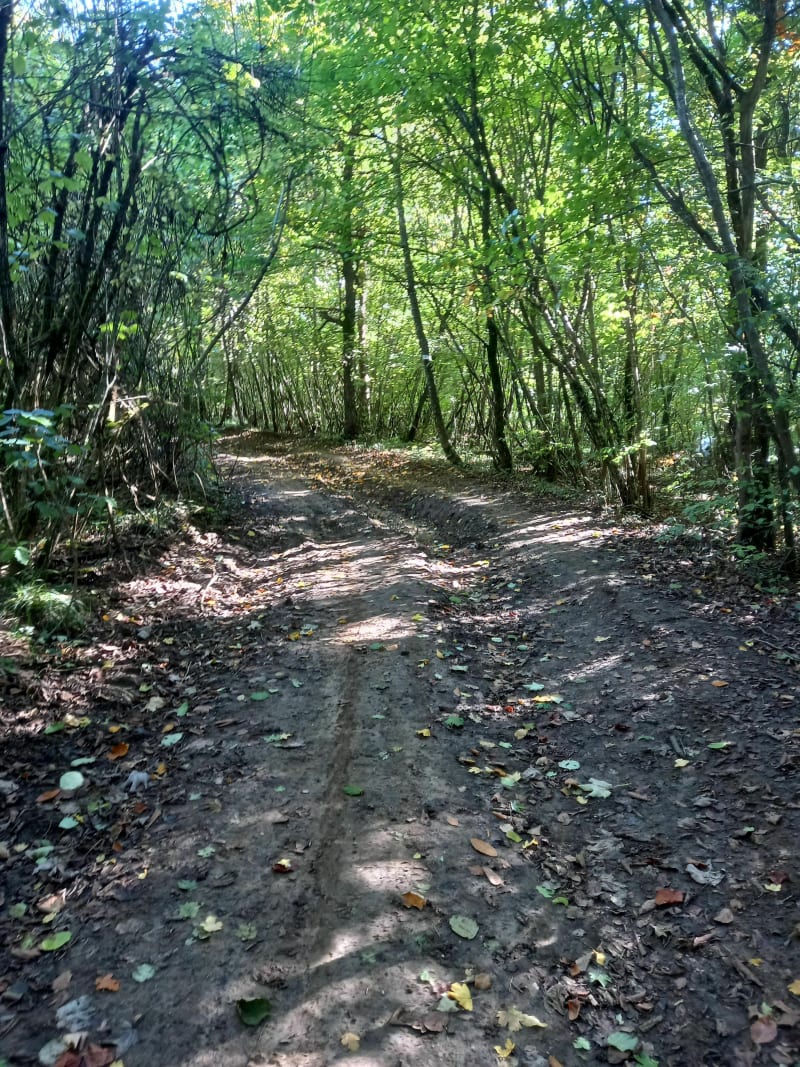 Ranguevaux, petit circuit au Bois du Four - Ranguevaux