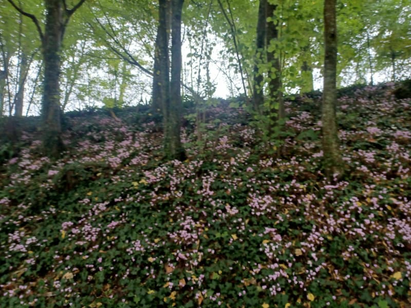 Randonnée  autour de la Nocherie - Saint-Bômer-les-Forges