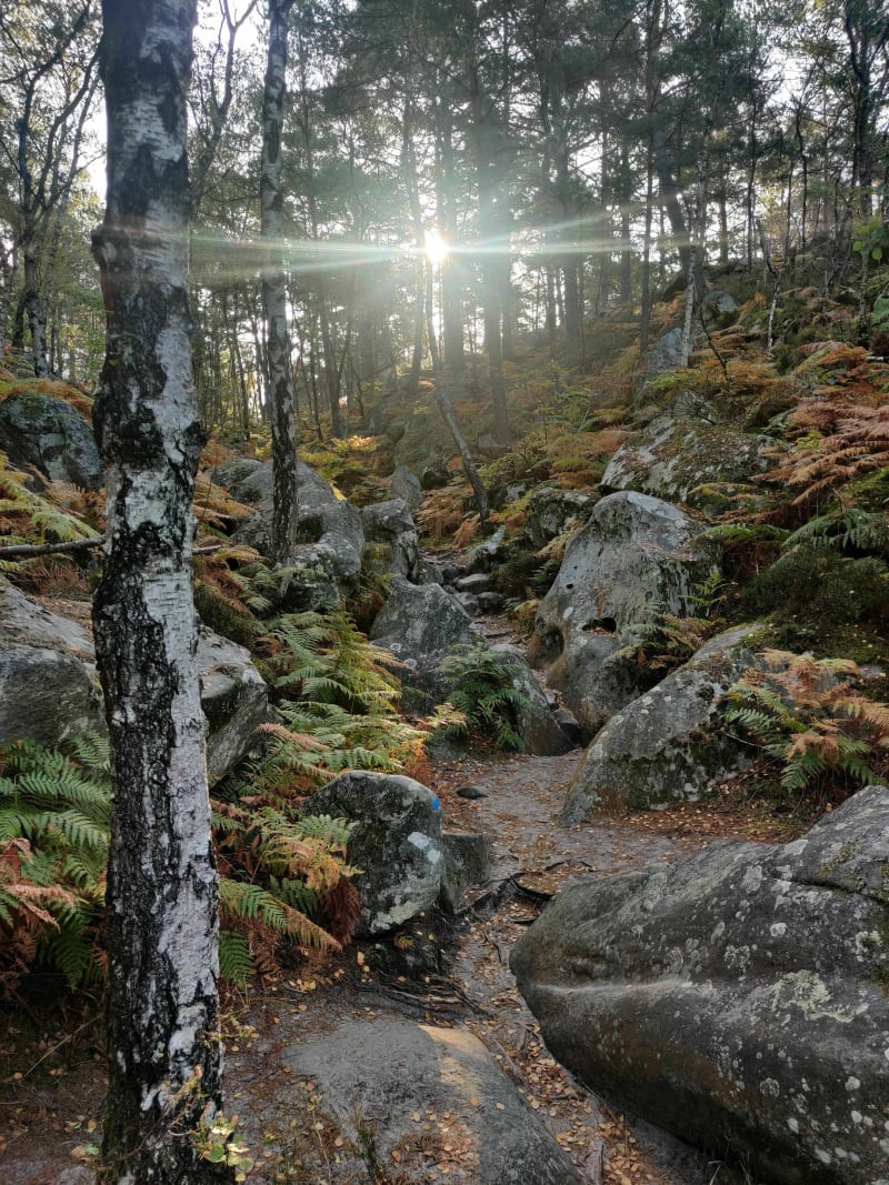 Balade dans la forêt de Barbizon en forêt de Fontainebleau - Fontainebleau