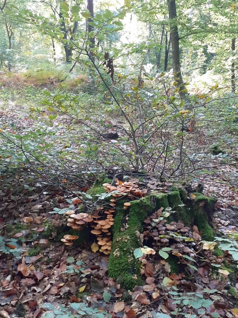La jolie Forêt - Saint-Amand-les-Eaux