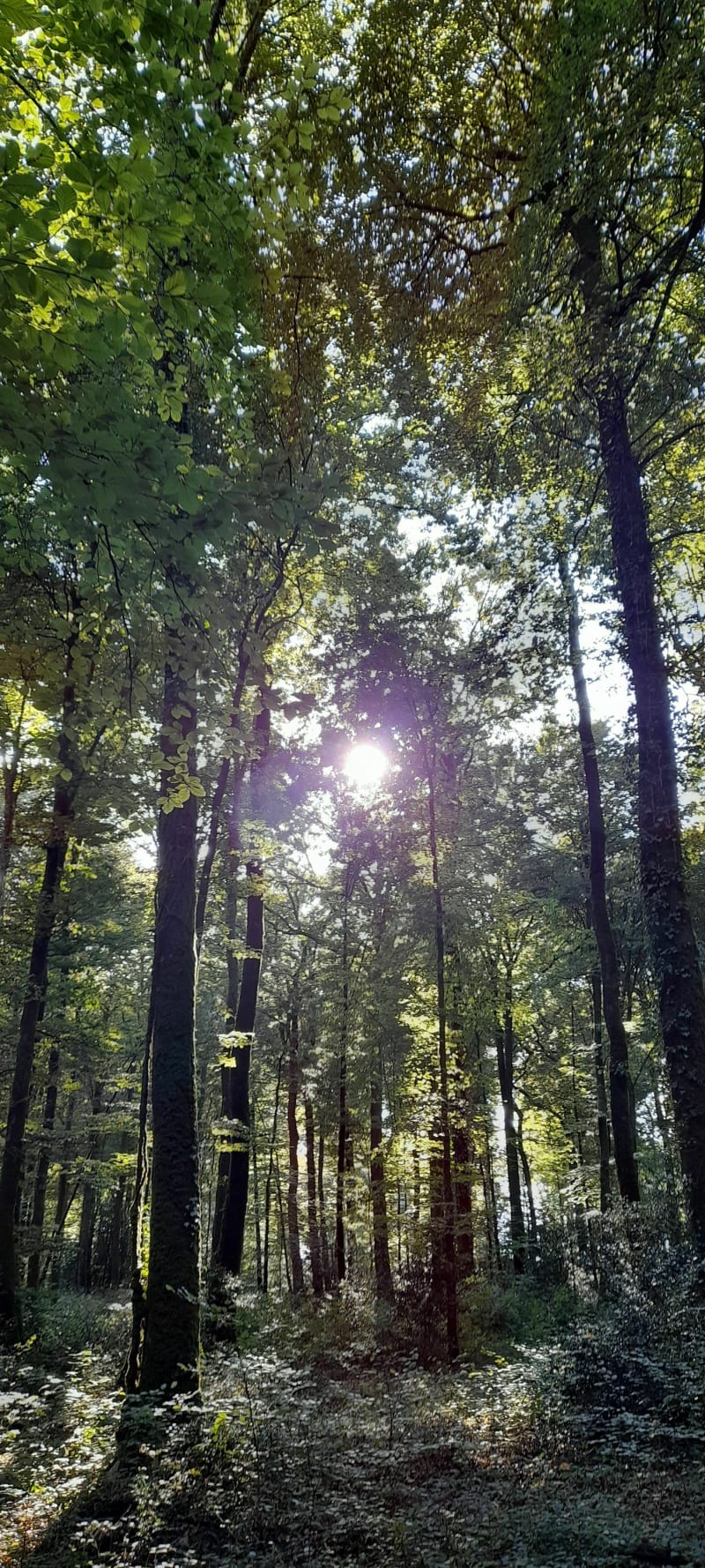 La longue Noë, forêt de fougères - Landéan