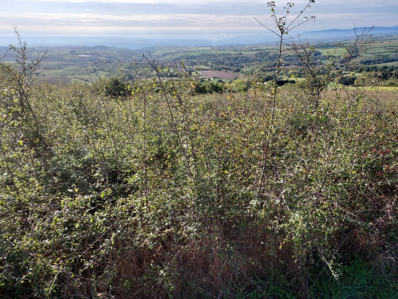 Marche autour des Haies - Les Haies