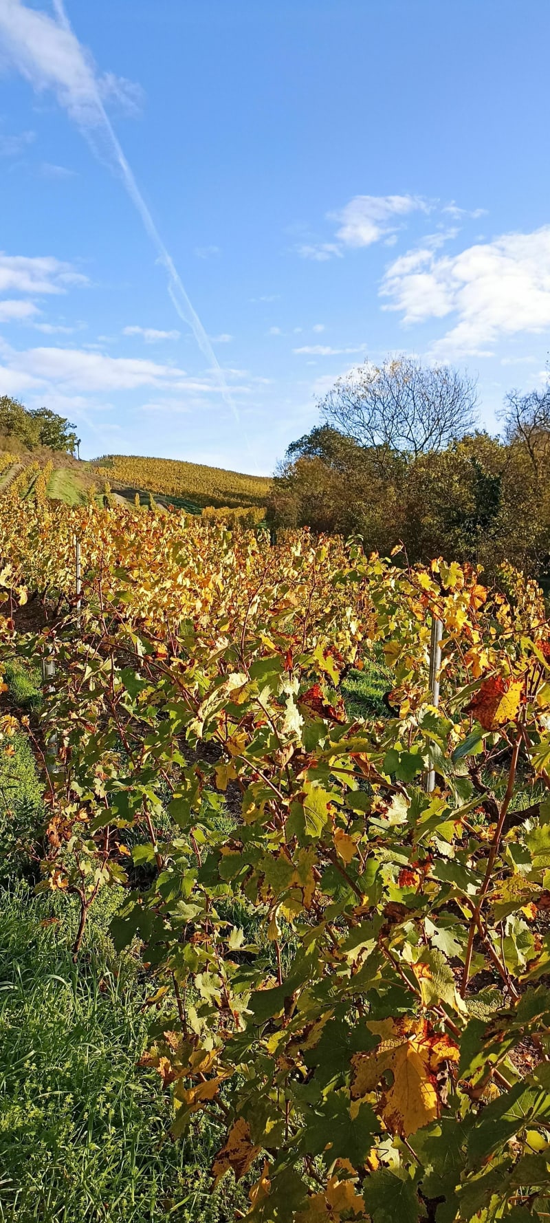 Dans les coteaux de Bonnezeaux - Bellevigne-en-Layon