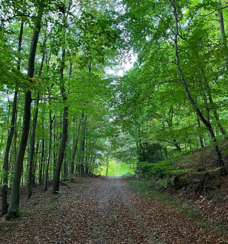 De Mitschdorf a Mariennbronn en passant par Lampertschloch. - Gœrsdorf