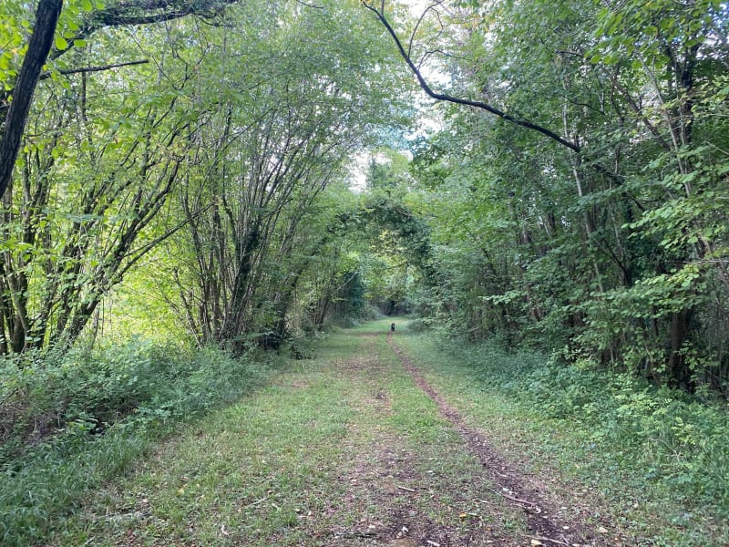 Chemin des ESCARBILLES - Balade forestière - Taillebourg