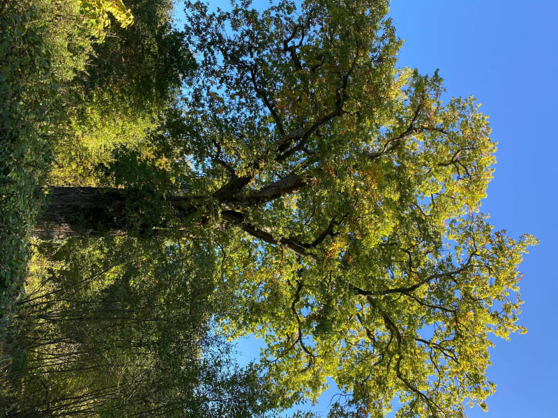 « La quille « …des arbres remarquables - Saint-Léger-en-Yvelines