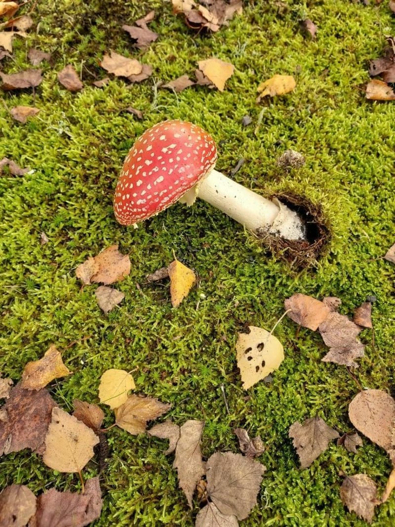 Balade aàtravers champs et forêt - Vred