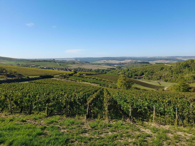 La Treille de Saint-Bris - Saint-Bris-le-Vineux