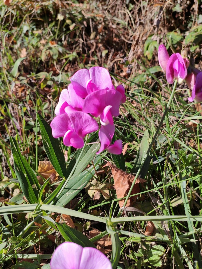 Variante autour de Courtonne la Meurdrac - Courtonne-la-Meurdrac