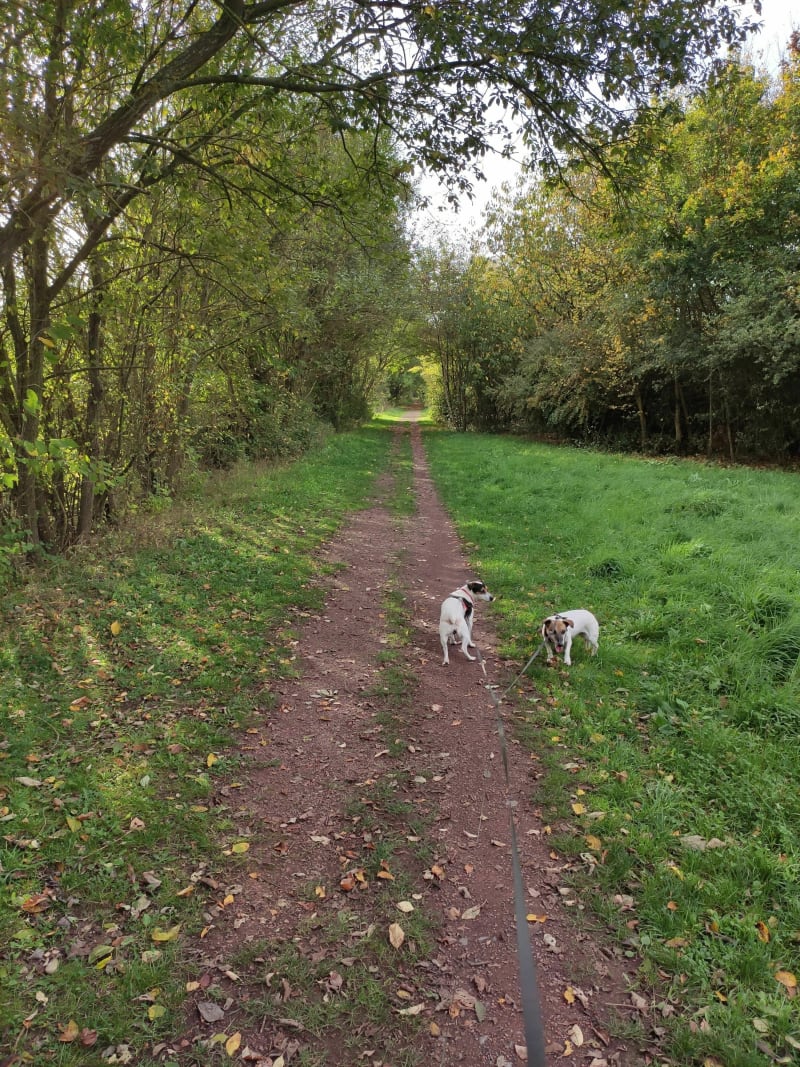 Ballade avec les chiens à Liévin - Angres