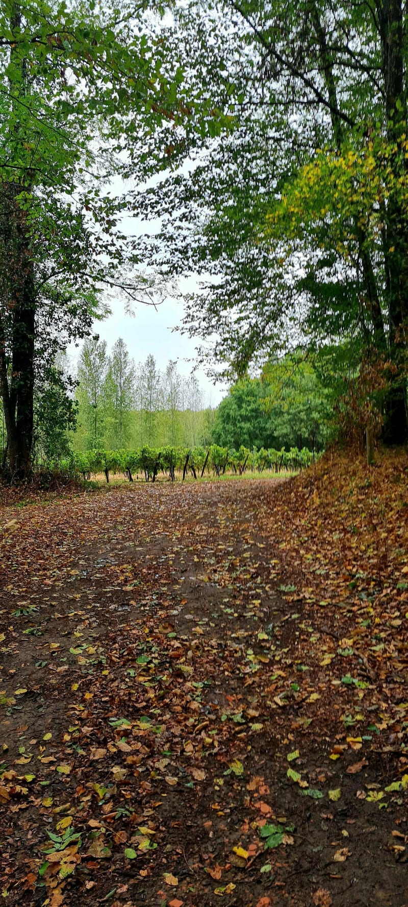 VILLEGOUGE boucle du sud - Villegouge