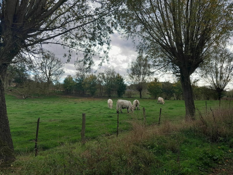 Randonnée autour de Camblain - Camblain-l'Abbé