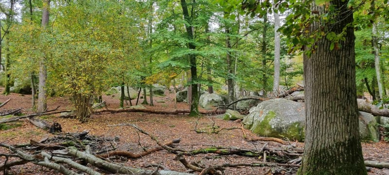 Barbizon - Fontainebleau