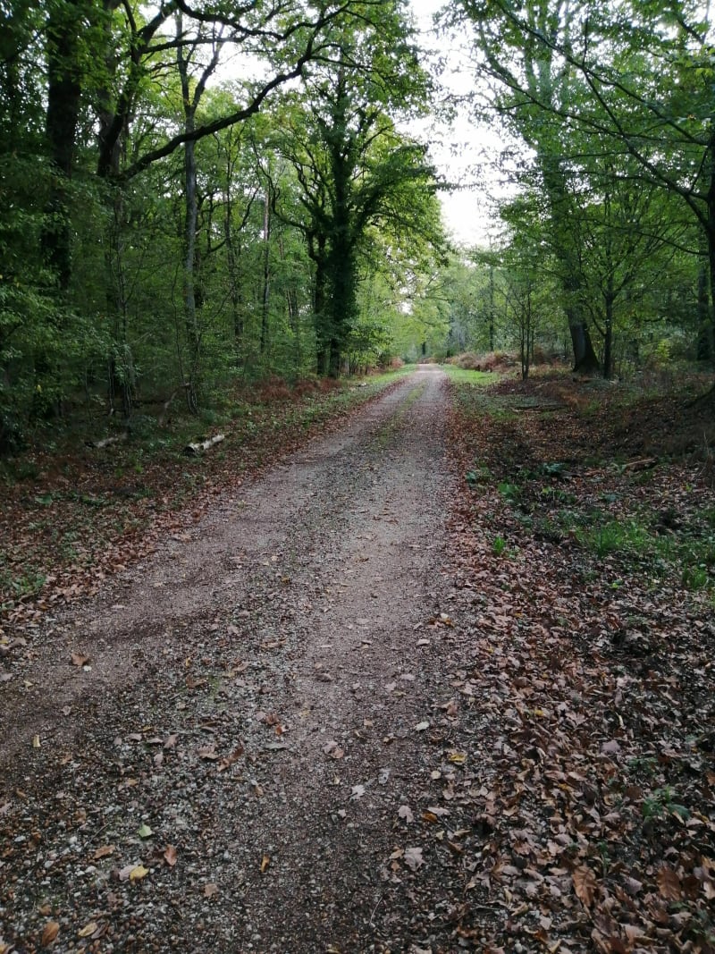Boucle vélo d'automne en forêt de Pontigny - Saint-Florentin