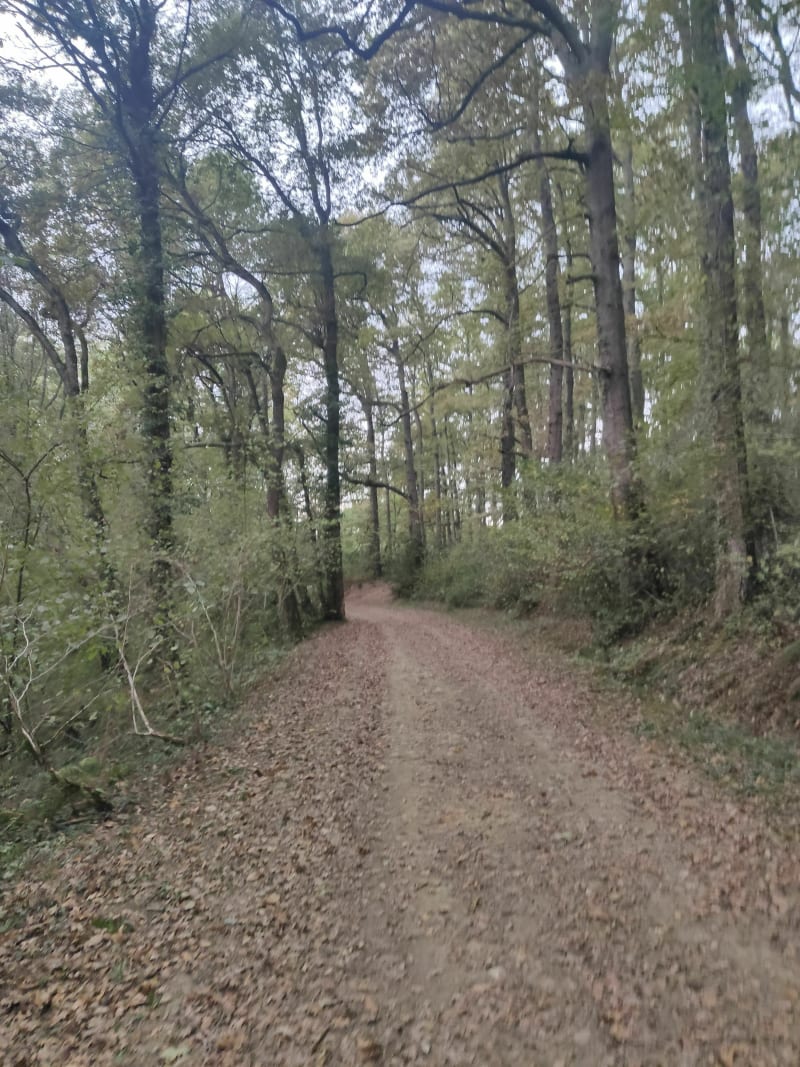 Bois de la Barthe - Séméac