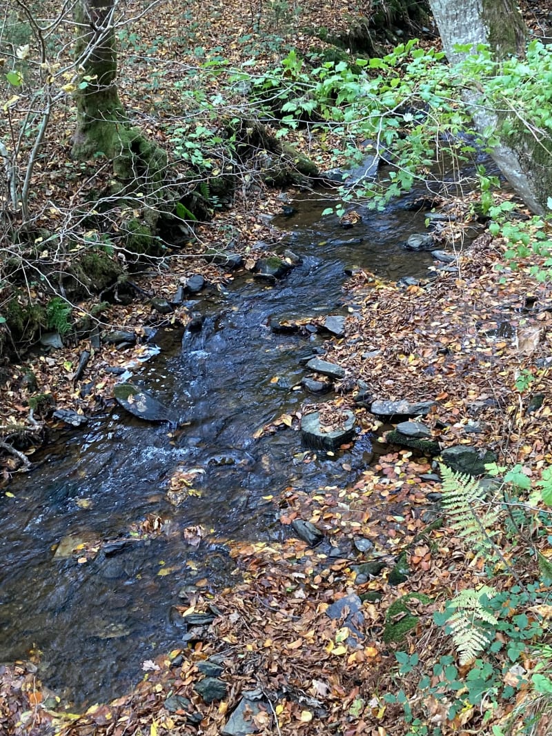 Olly Illy, en forêt de Sedan - Illy