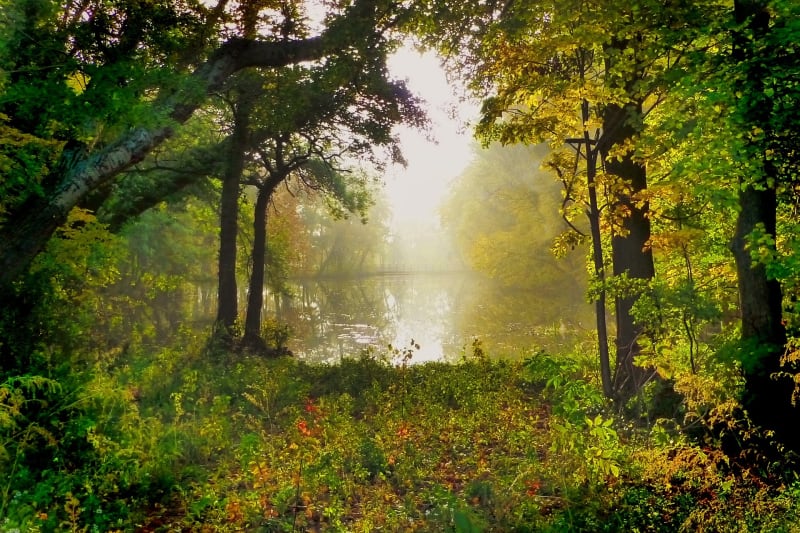 Boucle entre marais et bois du Chay - Trizay