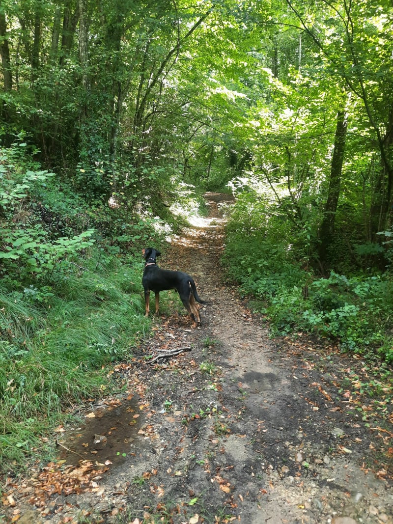 Un tour en forêt depuis l'Etang de Ravoux - Saint-Victor-de-Cessieu