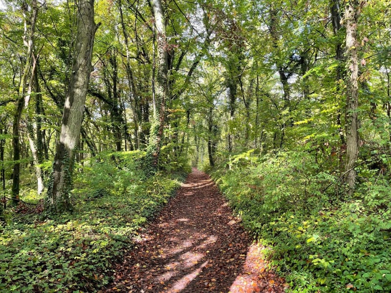 Randonnée en forêt depuis Plessis Brion - Le Plessis-Brion