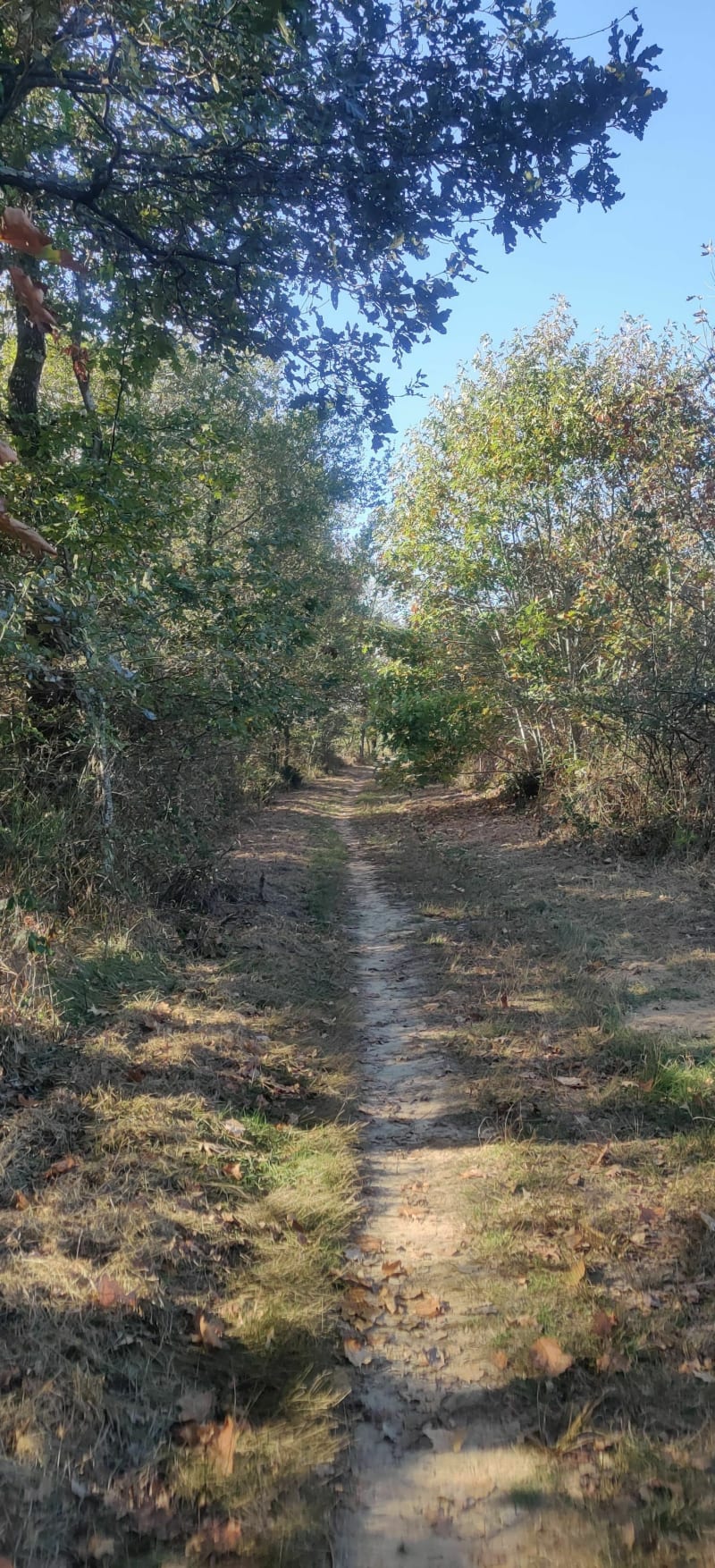 Balade en VTT à travers la forêt de Bouconne - Aussonne