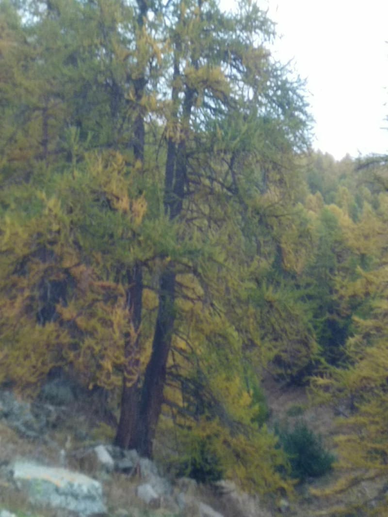Le Mont Guillaume à Embrun - Embrun