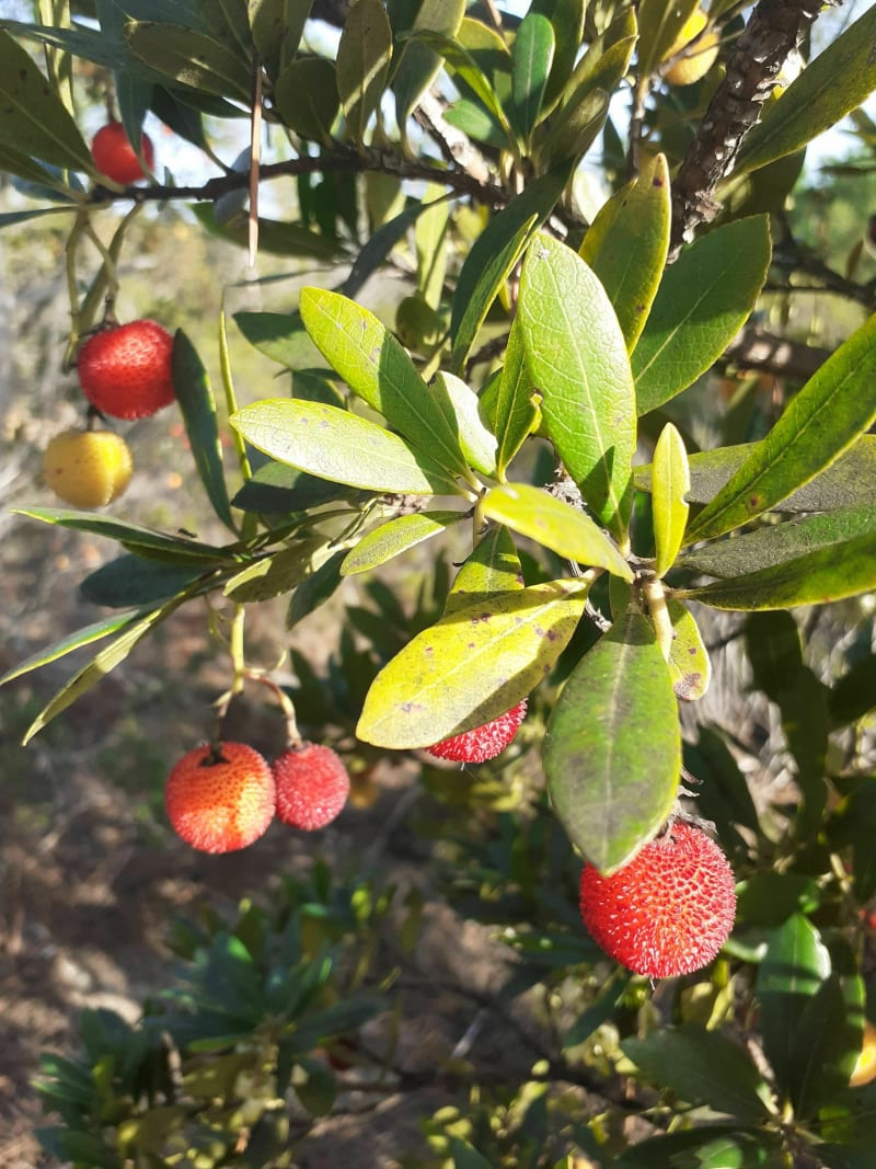 Balade vallonnée des arbousiers - Roquebrune-sur-Argens