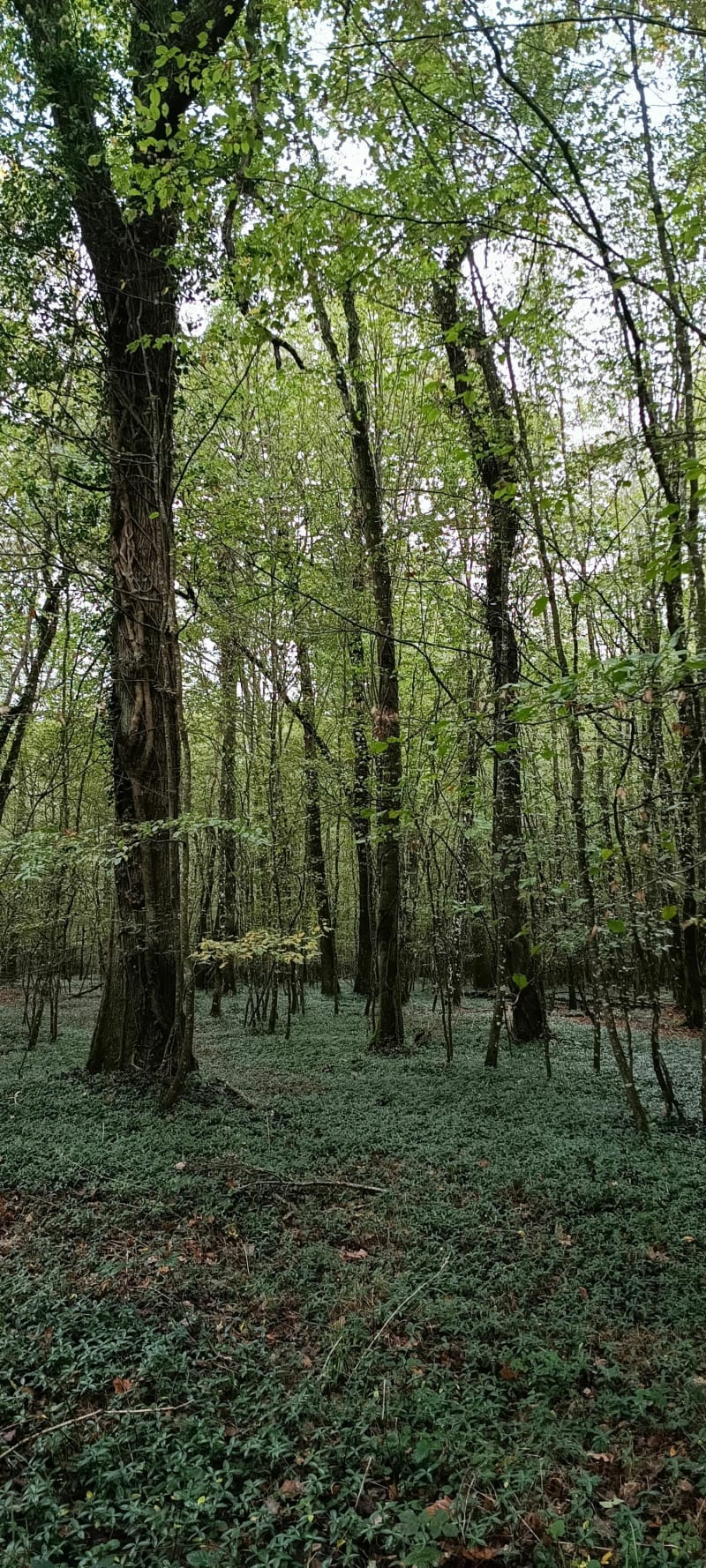 Promenade dans la forêt de Beaulieu - Bellevigne-en-Layon